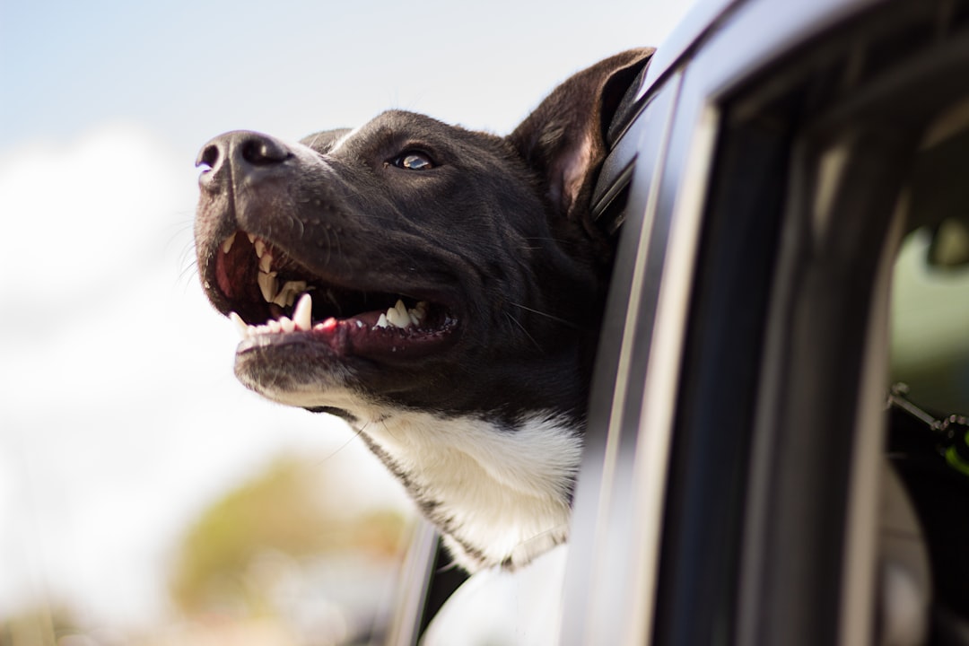 dog looking out the window, Dog in car