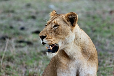 shallow-focus photography of brown lioness fierce teams background