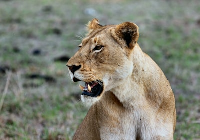 Südafrika Safari Löwin Nahaufnahme