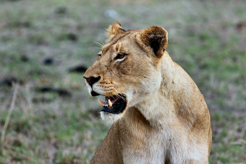 Fotografia a fuoco superficiale della leonessa bruna