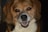 A close-up of a smiling dog with a brown and white coat, displaying its teeth. The dog has expressive eyes and floppy ears, with a warm and friendly appearance.