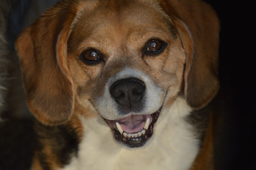 Close-up portrait of a happy dog looking directly at the camera, showing warmth and affection
