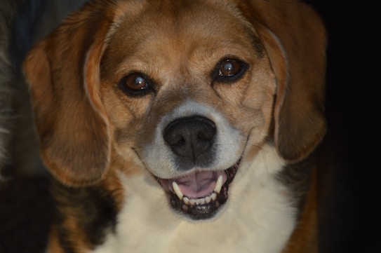 A close-up of a smiling dog with a brown and white coat, displaying its teeth. The dog has expressive eyes and floppy ears, with a warm and friendly appearance.
