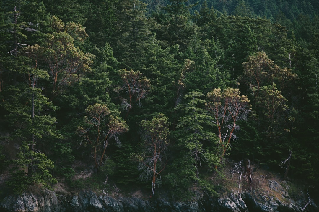 photo of Orcas Island Forest near Fort Ebey State Park