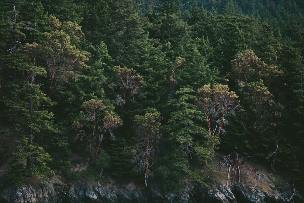 landscape photo of green trees