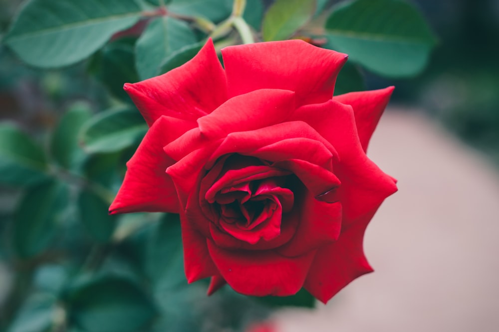 Fotografia a fuoco selettivo della rosa rossa