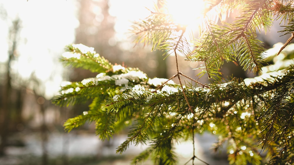 green pine tree leafed cover ice