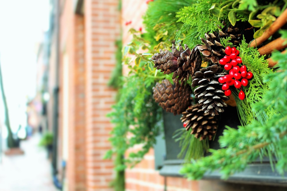 close view of pinecones on green plants on window still