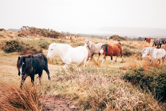 group of horse walking in plain in Swansea United Kingdom