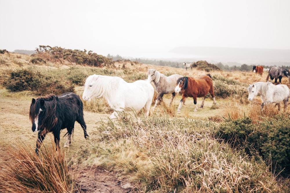 grupo de caminhada a cavalo na planície