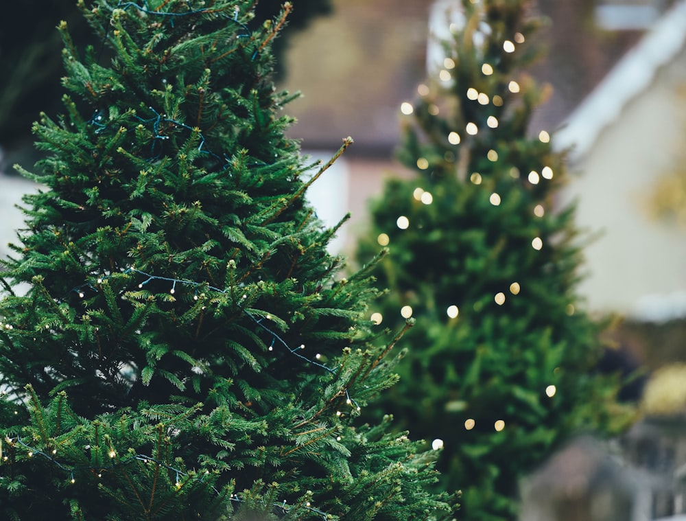 green Christmass tree close-up photography