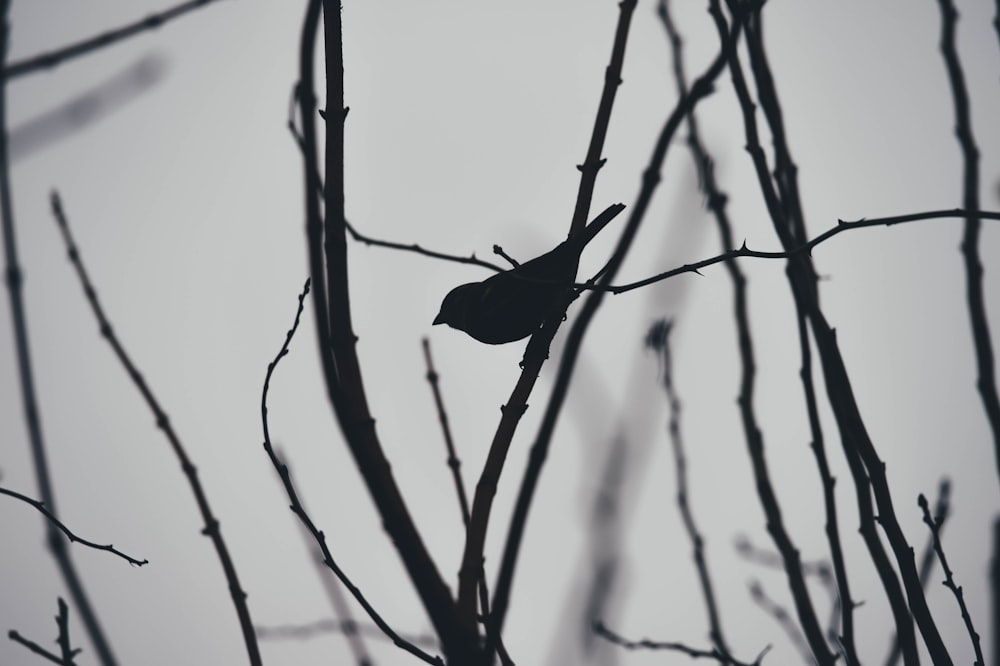 Vogel sitzt auf Ast