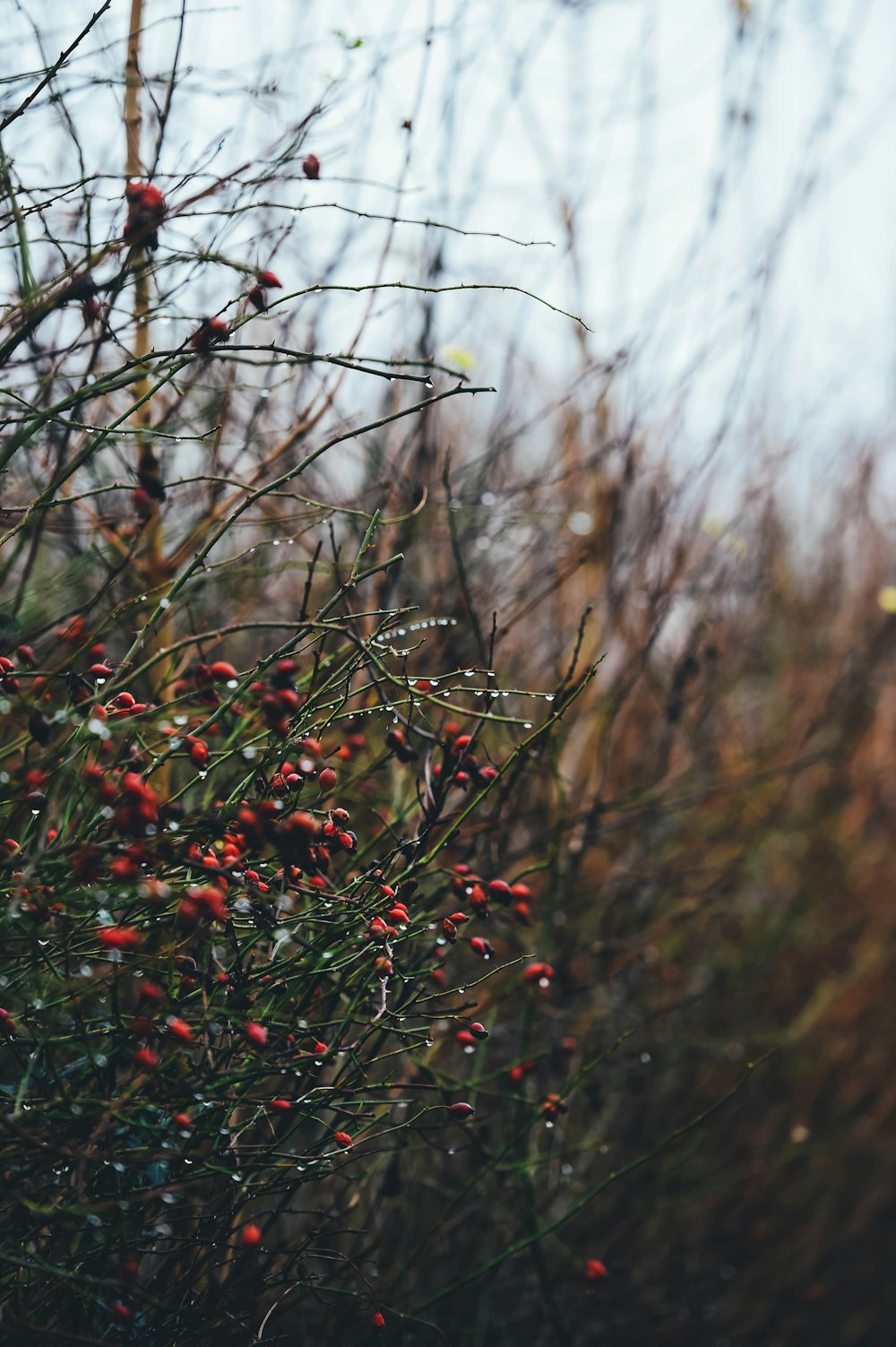 brown grass