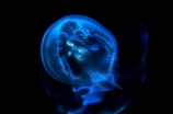 A glowing jellyfish appears against a dark backdrop. The creature is transparent with luminescent blue hues, showcasing intricate patterns and fluid movements. Its body is delicately highlighted by the neon light, creating a mesmerizing and surreal effect.