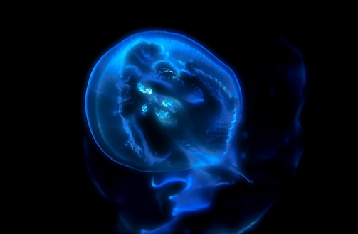 A glowing jellyfish appears against a dark backdrop. The creature is transparent with luminescent blue hues, showcasing intricate patterns and fluid movements. Its body is delicately highlighted by the neon light, creating a mesmerizing and surreal effect.