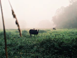 Wide shot of cows grazing in a misty field at dawn.