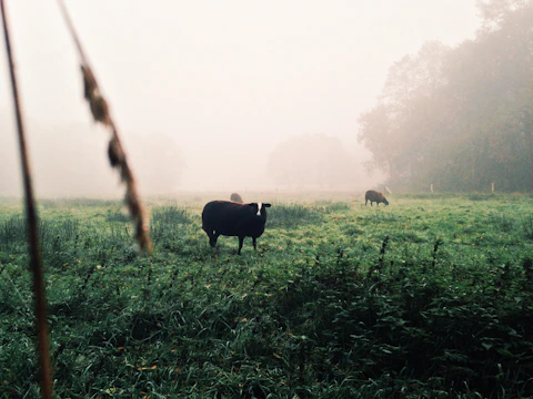 Wide shot of cows grazing in a misty field at dawn.