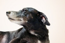 A close-up profile of a black and white dog with a gray muzzle. The dog's ears are perked up, and it has an attentive expression against a light neutral background.