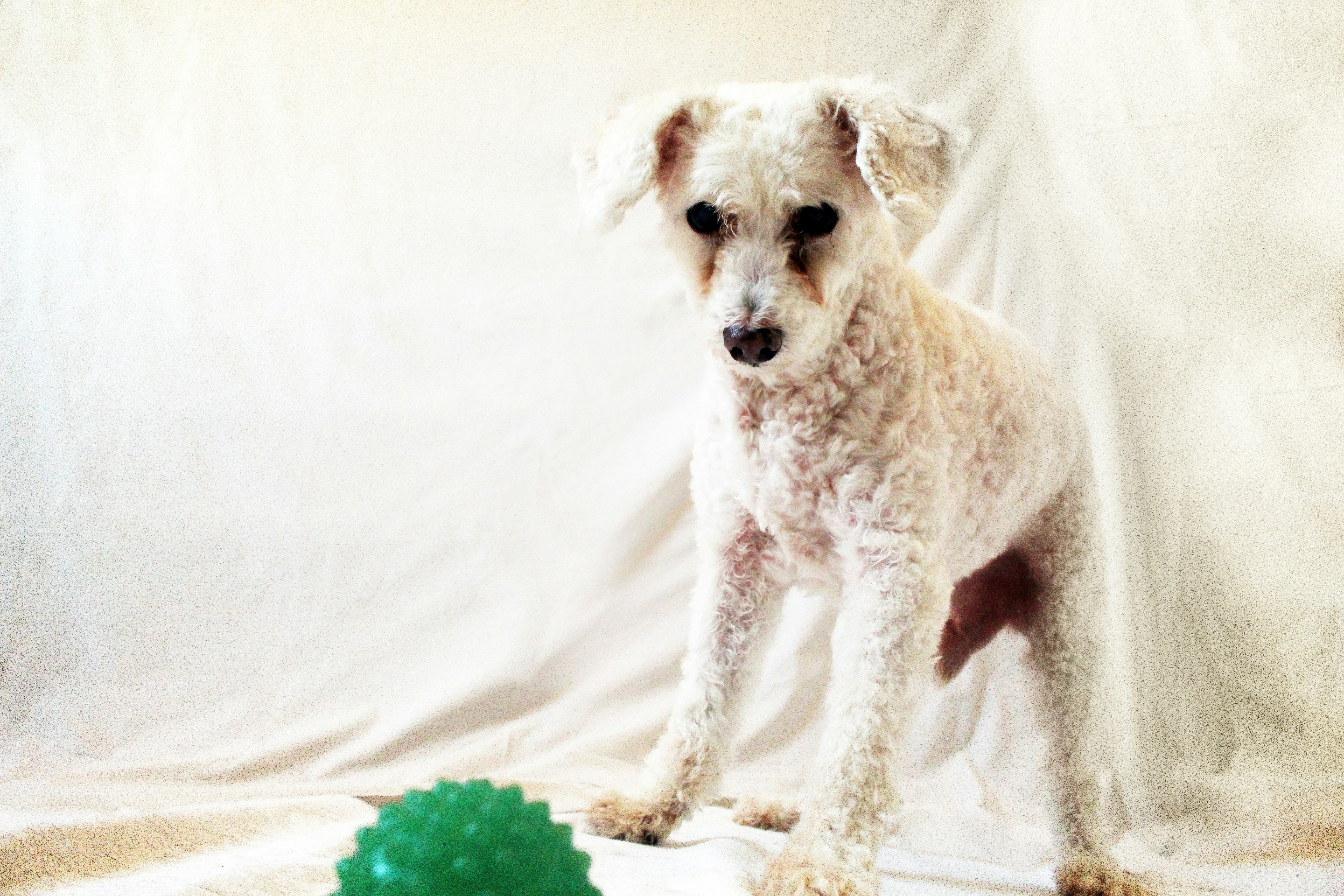 Free Unsplash photo from Renato Nunes