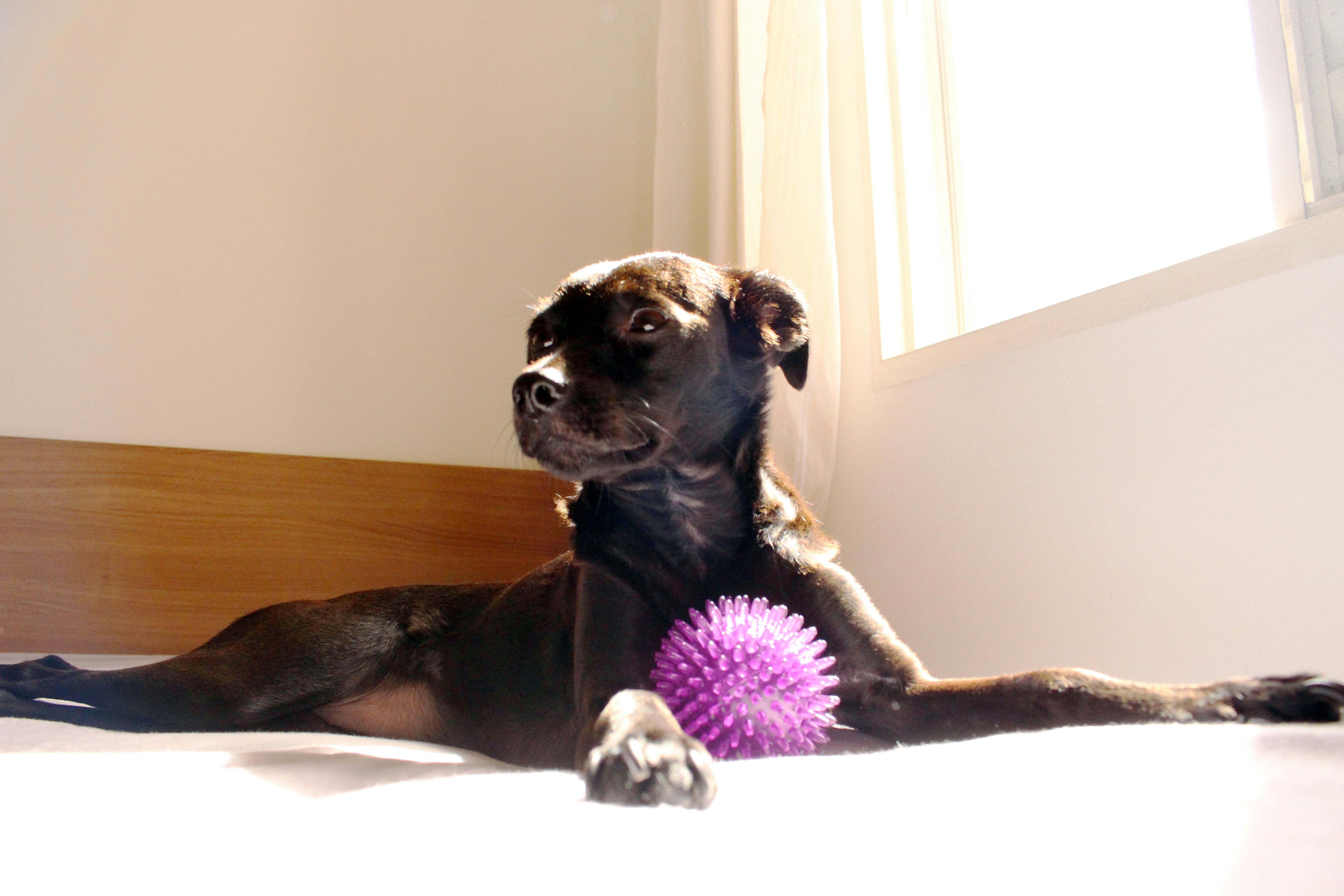 Free Unsplash photo from Renato Nunes