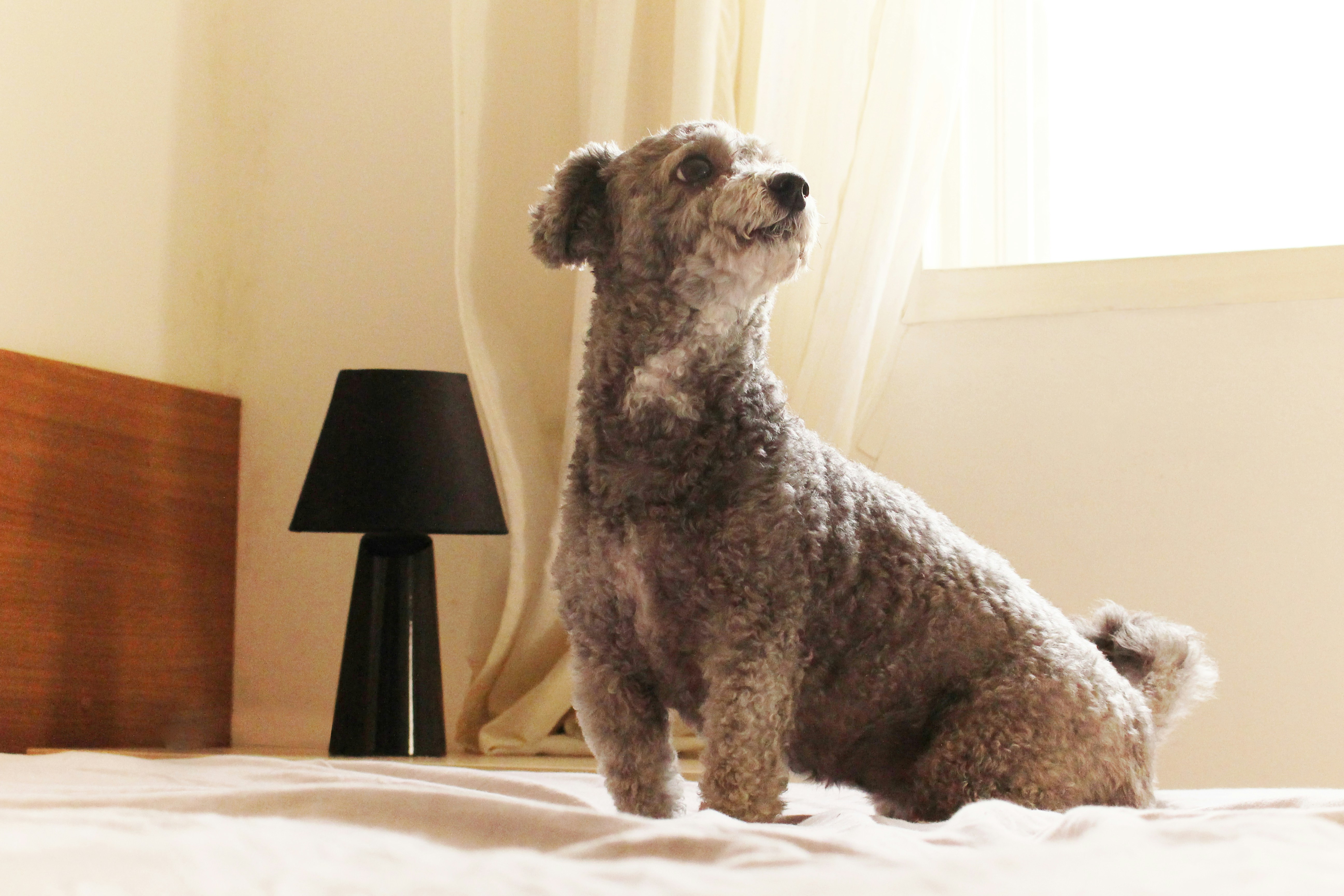 Free Unsplash photo from Renato Nunes