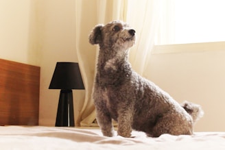 A small, curly-haired dog is sitting on a light-colored bed in a softly lit room. Next to the bed is a simple black bedside lamp, and sheer curtains allow light to filter through a window.