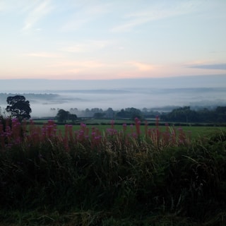 A serene lavender field at dawn with soft golden light filtering through mist.