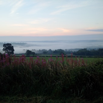 A serene lavender field at dawn with soft golden light filtering through mist.
