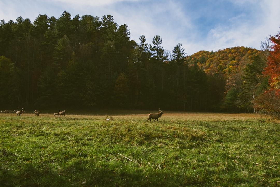 travelers stories about Nature reserve in Cataloochee, United States