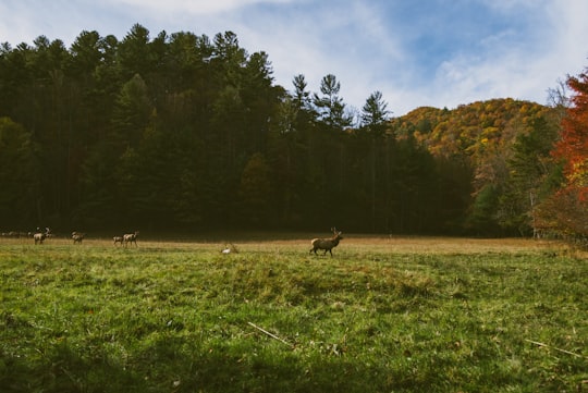 photo of Cataloochee Nature reserve near Great Smoky Mountains National Park