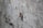 A brown insect, possibly a cricket or katydid, is perched on a rough, textured concrete surface. The insect's legs are long and slender, and it has lengthy antennae. The background is a blurred gray concrete wall, providing a stark contrast to the insect's earthy tones.