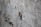 A brown insect, possibly a cricket or katydid, is perched on a rough, textured concrete surface. The insect's legs are long and slender, and it has lengthy antennae. The background is a blurred gray concrete wall, providing a stark contrast to the insect's earthy tones.