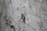 A brown insect, possibly a cricket or katydid, is perched on a rough, textured concrete surface. The insect's legs are long and slender, and it has lengthy antennae. The background is a blurred gray concrete wall, providing a stark contrast to the insect's earthy tones.