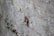 A brown insect, possibly a cricket or katydid, is perched on a rough, textured concrete surface. The insect's legs are long and slender, and it has lengthy antennae. The background is a blurred gray concrete wall, providing a stark contrast to the insect's earthy tones.
