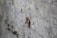 A brown insect, possibly a cricket or katydid, is perched on a rough, textured concrete surface. The insect's legs are long and slender, and it has lengthy antennae. The background is a blurred gray concrete wall, providing a stark contrast to the insect's earthy tones.