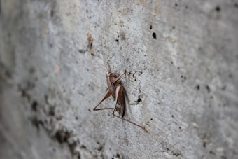 A brown insect, possibly a cricket or katydid, is perched on a rough, textured concrete surface. The insect's legs are long and slender, and it has lengthy antennae. The background is a blurred gray concrete wall, providing a stark contrast to the insect's earthy tones.
