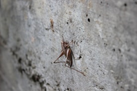 A brown insect, possibly a cricket or katydid, is perched on a rough, textured concrete surface. The insect's legs are long and slender, and it has lengthy antennae. The background is a blurred gray concrete wall, providing a stark contrast to the insect's earthy tones.