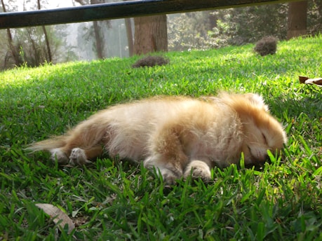 A calm dog resting peacefully in a sunlit garden, symbolizing natural pet wellness.