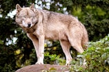A lone wolf stands on a large rock, surrounded by lush green foliage. The wolf's fur is a mix of grey, brown, and white, and it has piercing blue eyes. The background is dense with green trees, creating a serene forest setting.