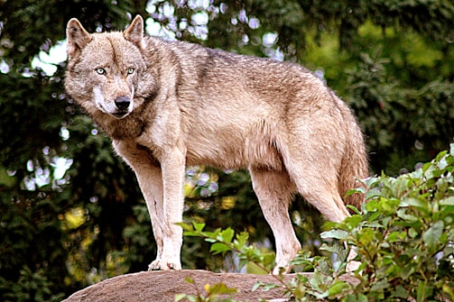 A lone wolf stands on a large rock, surrounded by lush green foliage. The wolf's fur is a mix of grey, brown, and white, and it has piercing blue eyes. The background is dense with green trees, creating a serene forest setting.