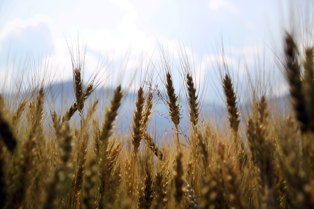 shallow focus photography wheats