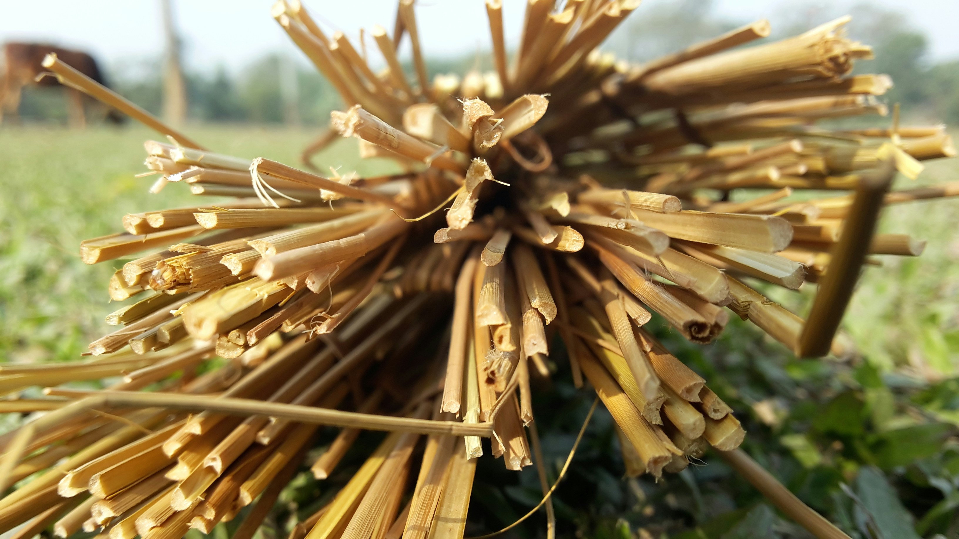 Free Unsplash photo from Koushik Dutta