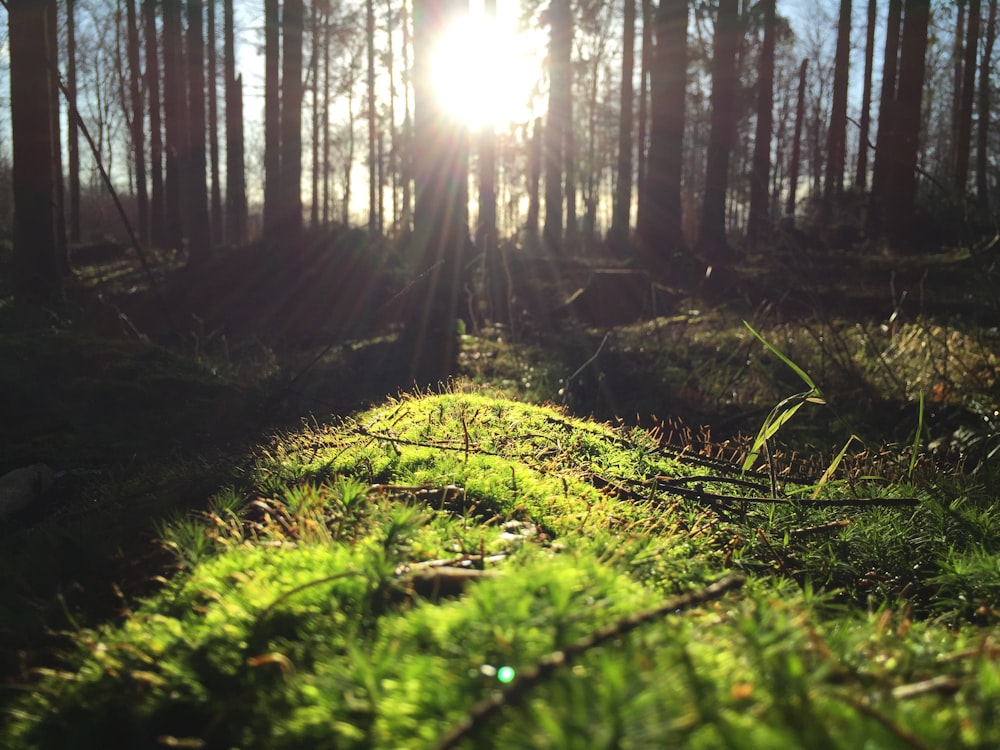 A low shot of green underbrush in a forest under a bright sun
