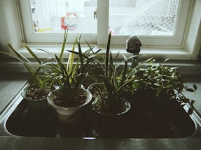 Four potted plants are placed inside a kitchen sink with a faucet visible in the background. The sink is situated near a window, allowing natural light to illuminate the plants. Outside the window, a drying rack and a few blurred items can be seen.
