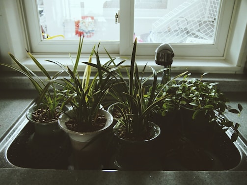 Four potted plants are placed inside a kitchen sink with a faucet visible in the background. The sink is situated near a window, allowing natural light to illuminate the plants. Outside the window, a drying rack and a few blurred items can be seen.