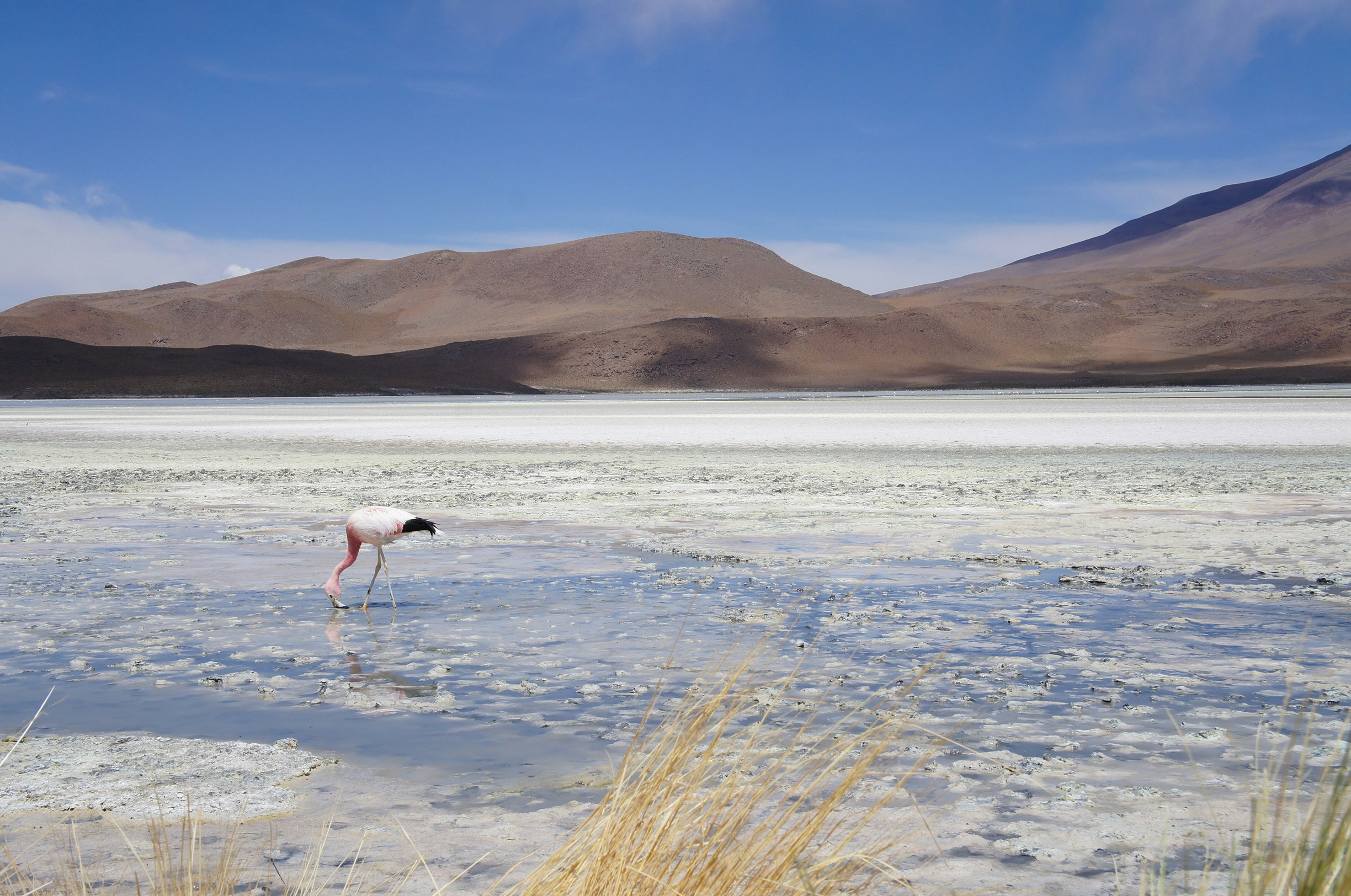 white and pink flamingo standing on field under blue sky, 
