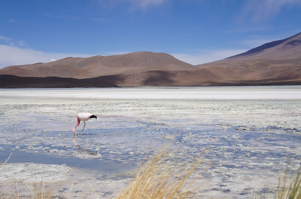 white and pink flamingo standing on field under blue sky