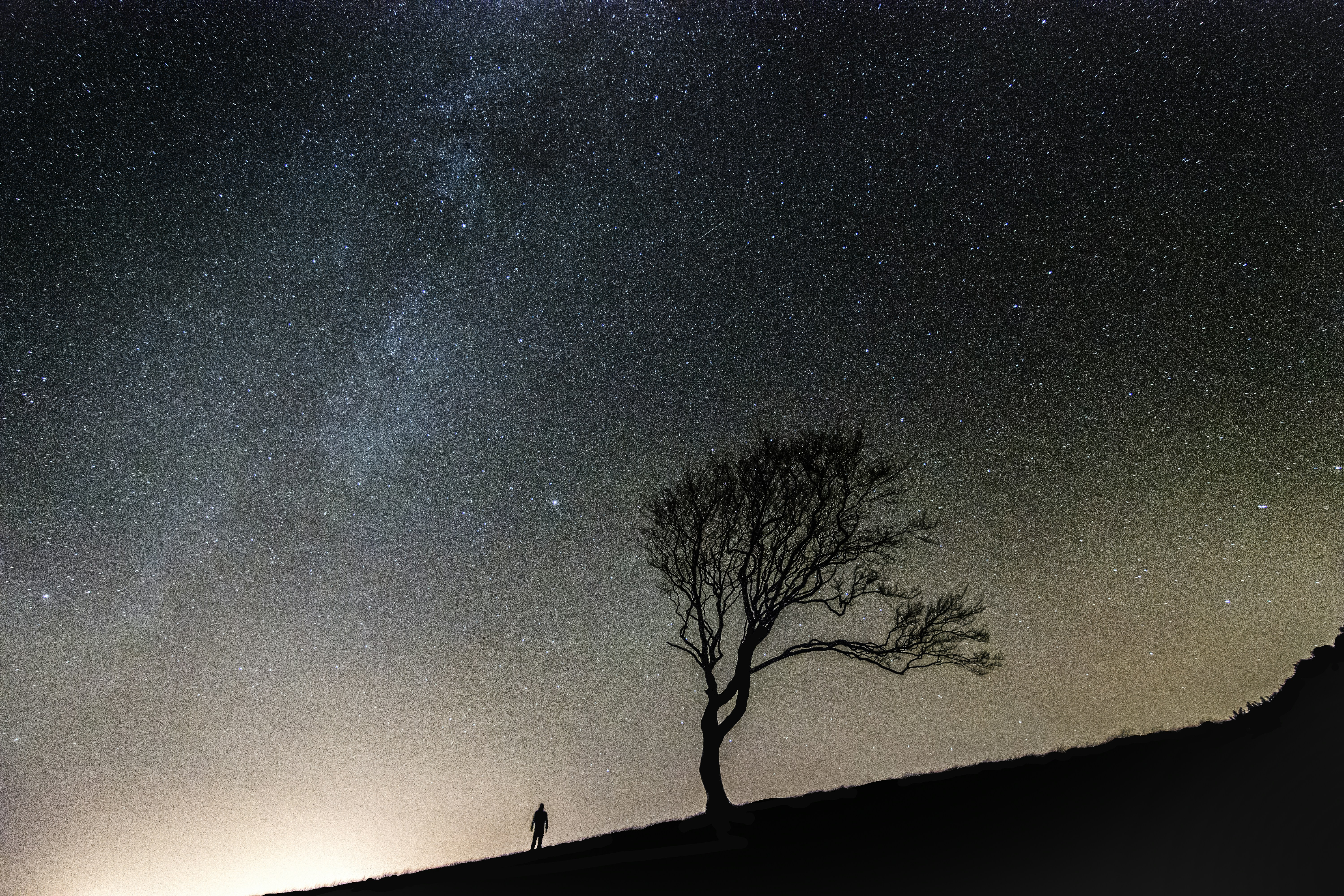 silhouette of person standing along bare tree during nighttime