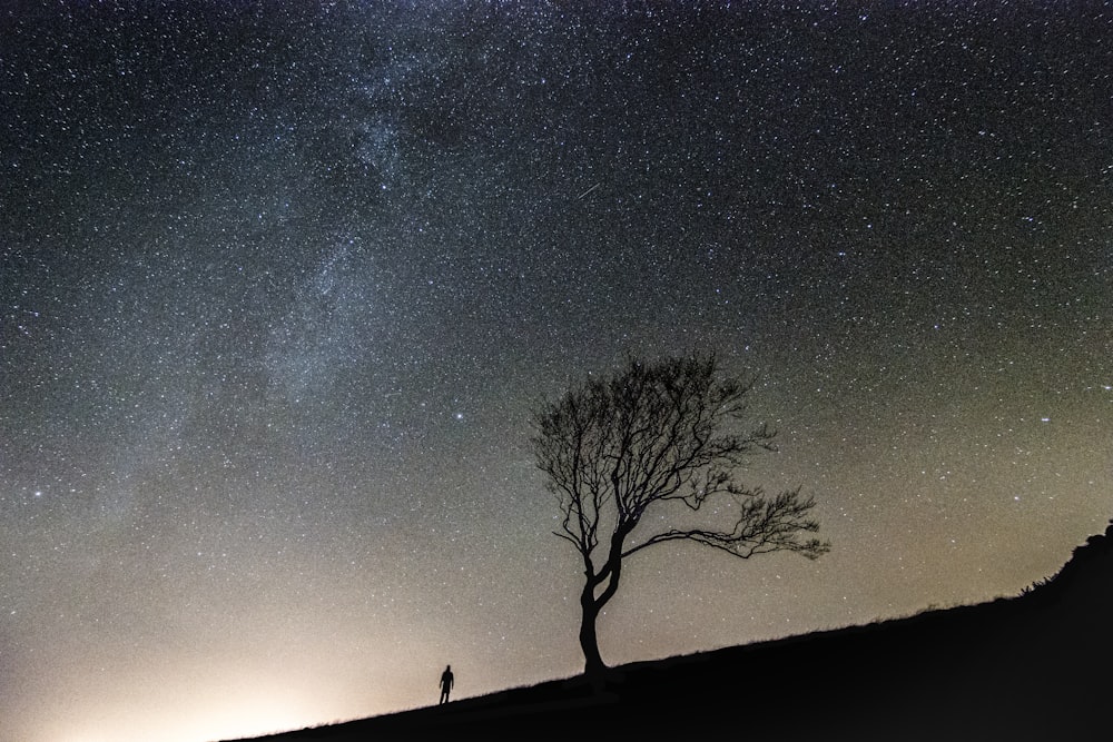 silhouette of person standing along bare tree during nighttime