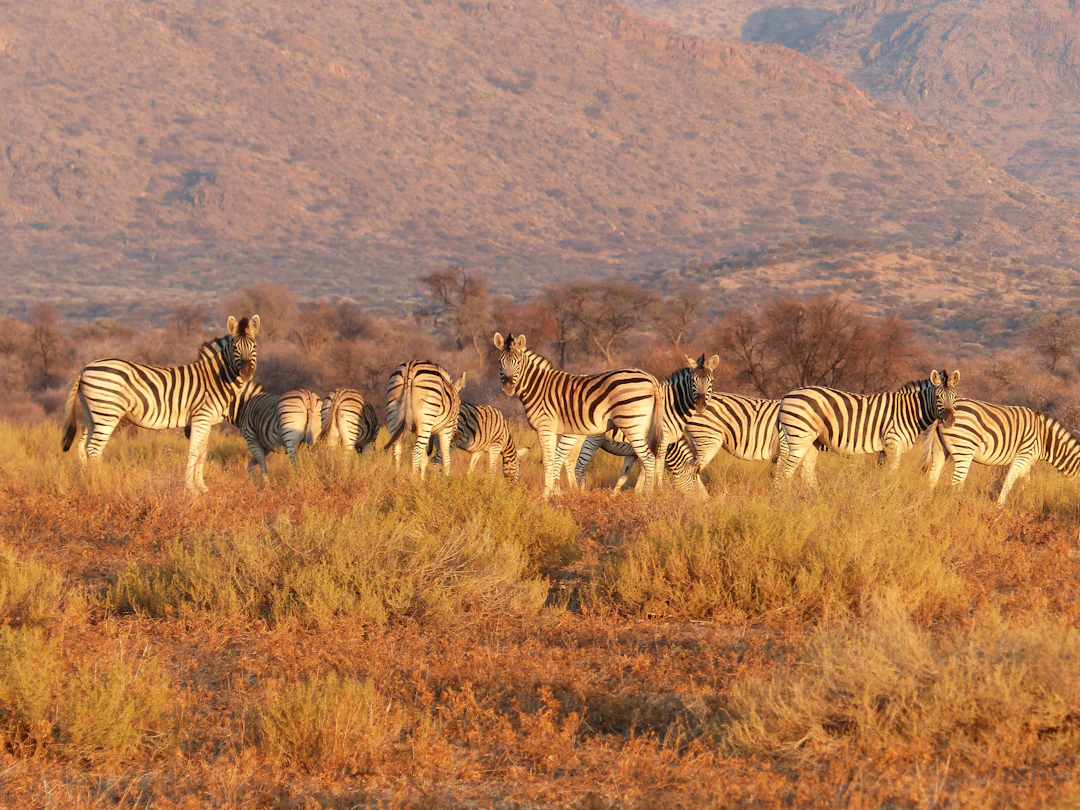 9-Day Namibia Family Travel Itinerary & Guide